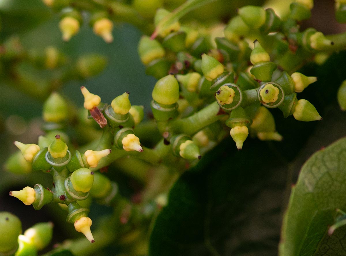 Blüten abgefallen